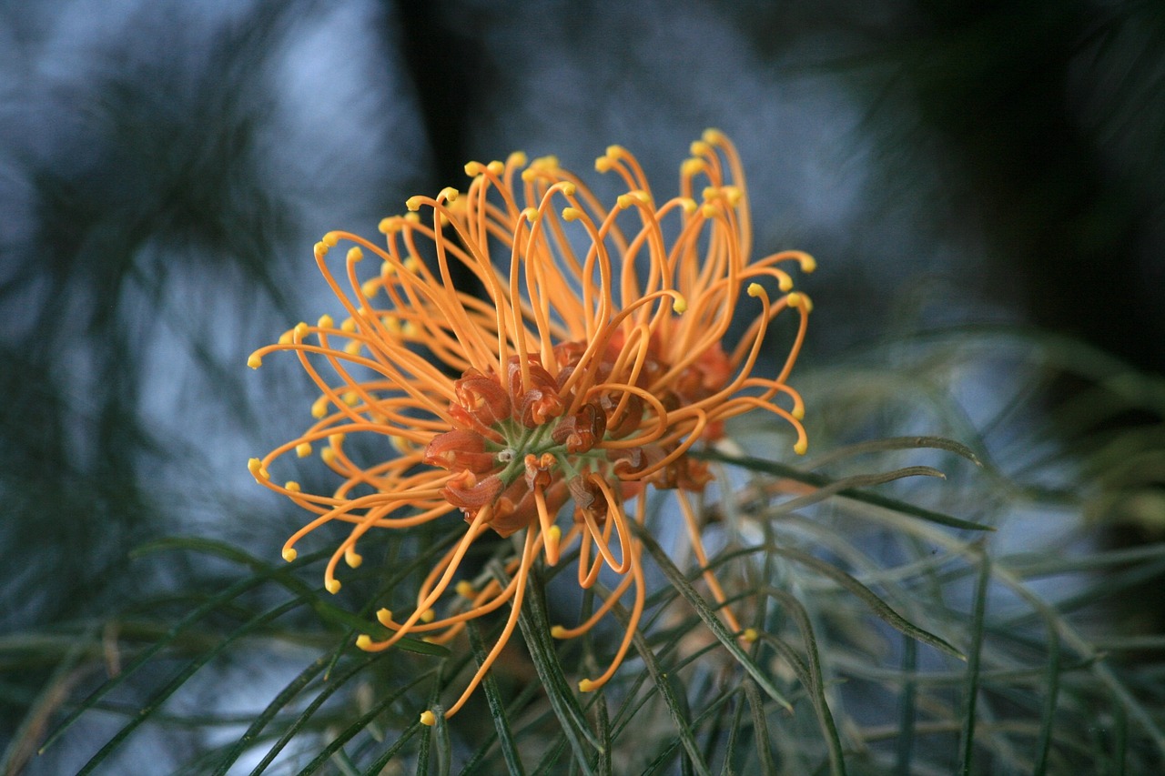 flower, australian, flora-955045.jpg