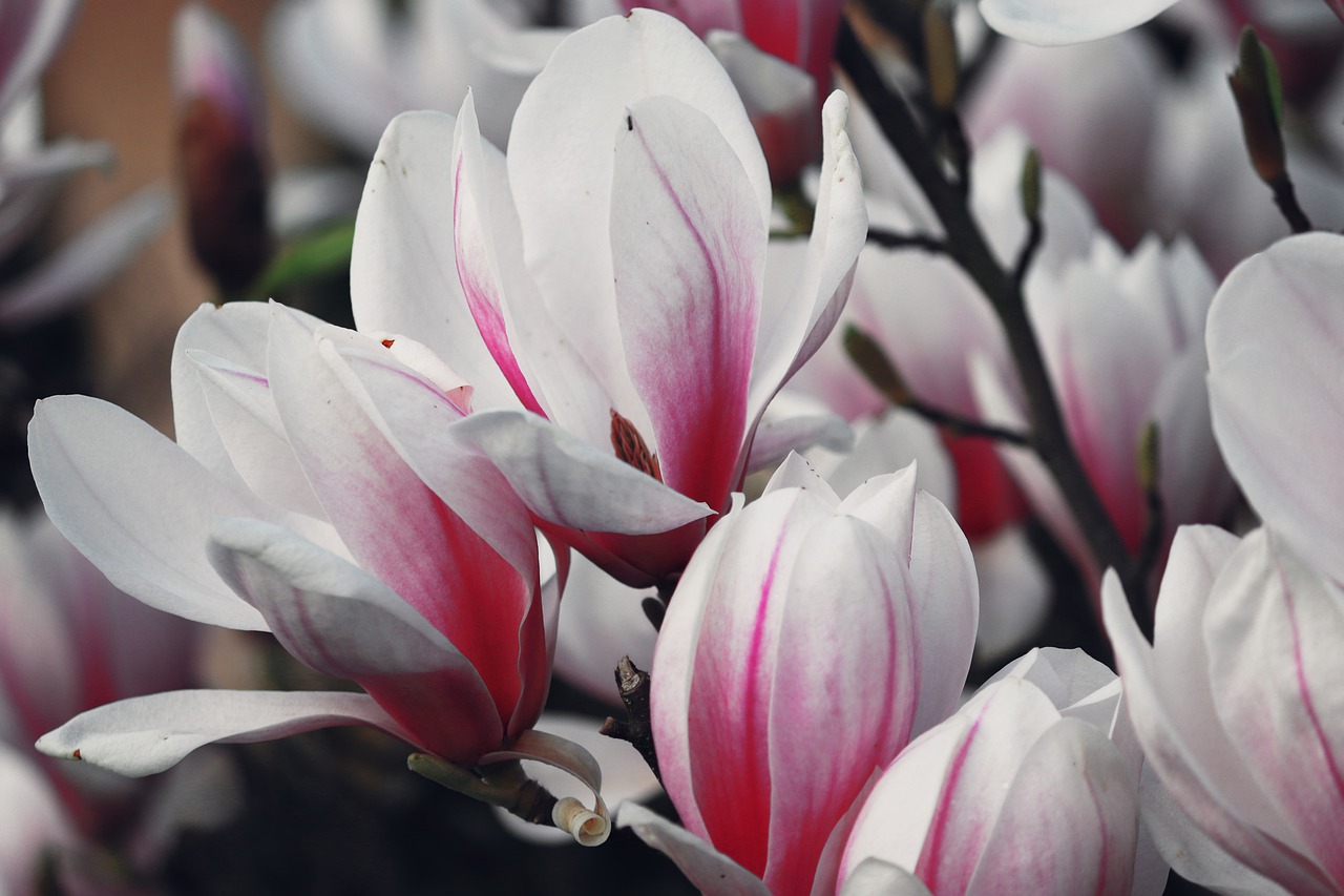 magnolia, white, pink-4816172.jpg