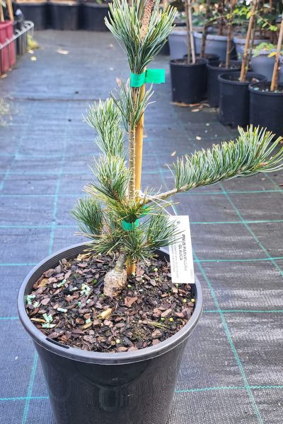 Pinus-parviflora-Glauca1--w250h250