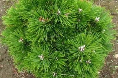 Pinus-thunbergii-Emery-Dwarf