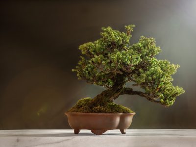 bonsai, plant, pot-6114252.jpg